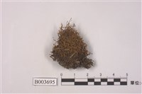 藏品(叢苔科)的圖片